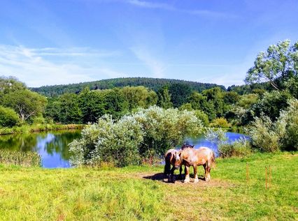 Reiten